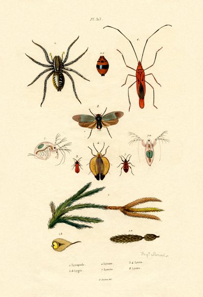 Alpine Clubmoss, 1833-39 av French School